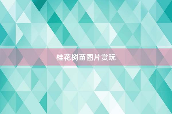 桂花树苗图片赏玩