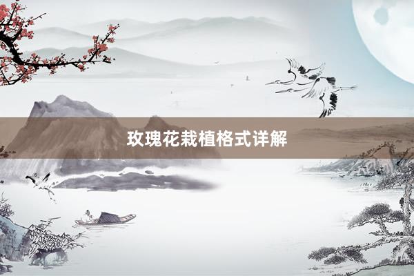 玫瑰花栽植格式详解